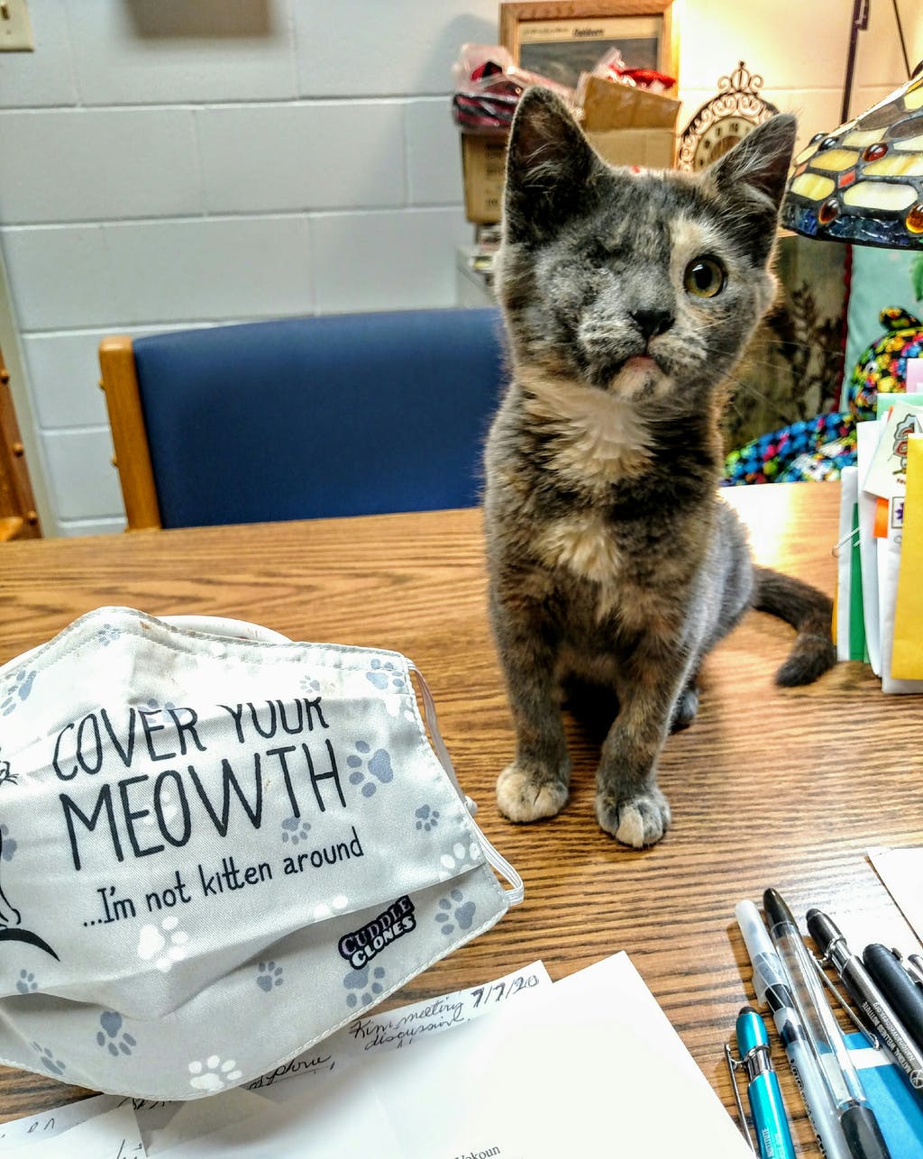 COVER YOUR MEOWTH, I'M NOT KITTEN AROUND - Cloth Face Mask 1 pcs, 3 pcs, 6 pcs, 10 pcs